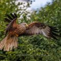 Rotmilan (Milvus milvus)