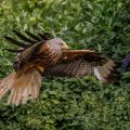 Rotmilan (Milvus milvus)