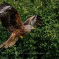 Rotmilan (Milvus milvus)