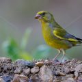 Grünfink (Carduelis chloris)