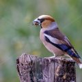 Kernbeißer (Coccothraustes coccothraustes)