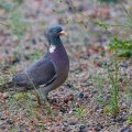 Ringeltaube (Columba palumbus)