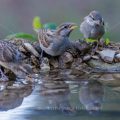 Haussperling (Passer domesticus) Jugendkleid