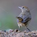 Mönchsgrasmücke (Sylvia atricapilla) Weibchen
