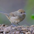Mönchsgrasmücke (Sylvia atricapilla) Weibchen