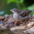 Haussperling (Passer domesticus) Jugendkleid