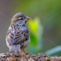 Haussperling (Passer domesticus) Jugendkleid