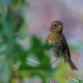 Rotkehlchen (Erithacus rubecula) Jungvogel, Jugendkleid