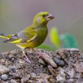 Grünfink (Carduelis chloris)