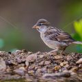 Haussperling (Passer domesticus) Jugendkleid