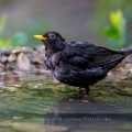 Amsel (Turdus merula) Männchen
