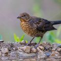 Amsel (Turdus merula) Jungvogel