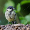 Kohlmeise (parus major)