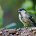 Kohlmeise (parus major)
