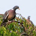 Ringeltaube (Columba palumbus)