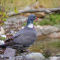 Ringeltaube (Columba palumbus)