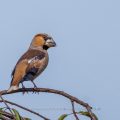 Kernbeißer (Coccothraustes coccothraustes)