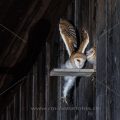 Schleiereule (Tyto alba) Jungvogel, beinahe Absturz bei Flugübungen