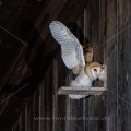 Schleiereule (Tyto alba) Jungvogel bei Flugübungen