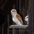 Schleiereule (Tyto alba) Jungvogel