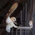 Schleiereule (Tyto alba) füttert Jungvogel