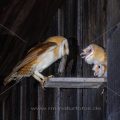 Schleiereule (Tyto alba) füttert Jungvogel