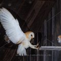 Schleiereule (Tyto alba)