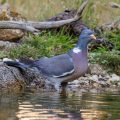 Ringeltaube (Columba palumbus)