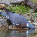 Ringeltaube (Columba palumbus)