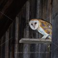 Schleiereule (Tyto alba) Jungvogel