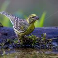 Girlitz (Serinus serinus)