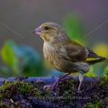 Grünfink (Carduelis chloris)