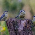 Blaumeisen (Cyanistes caeruleus)