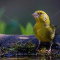 Grünfink (Carduelis chloris)