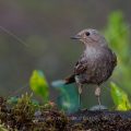 Hausrotschwanz (Phoenicurus ochruros) Weibchen