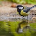 Kohlmeise (Parus major)