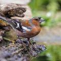 Buchfink (Fringilla coelebs) Männchen