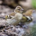 Buchfink (Fringilla coelebs)