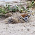 Feldsperling (Passer montanus) beim Sandbaden