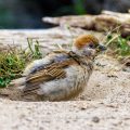 Feldsperling (Passer montanus) beim Sandbaden