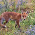 Rotfuchs (Vulpes vulpes)