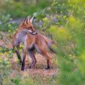 Rotfuchs (Vulpes vulpes)