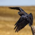Kolkrabe (Corvus corax)