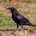 Kolkrabe (Corvus corax)
