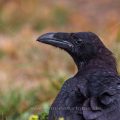 Kolkrabe (Corvus corax)