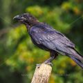 Kolkrabe (Corvus corax)
