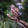 Mäusebussard (Buteo buteo)