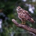 Mäusebussard (Buteo buteo)