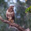 Mäusebussard (Buteo buteo)