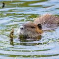 Nutria, Biberratte (Myocastor coypus)